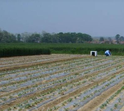 農(nóng)用地膜案例